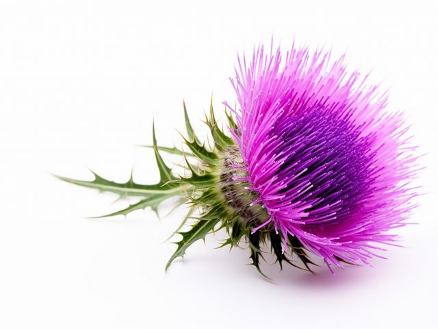 Silybum marianum 